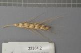 Click for 1 image(s) for this accession. Spike